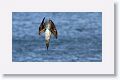 Blue-footed Booby diving for fish